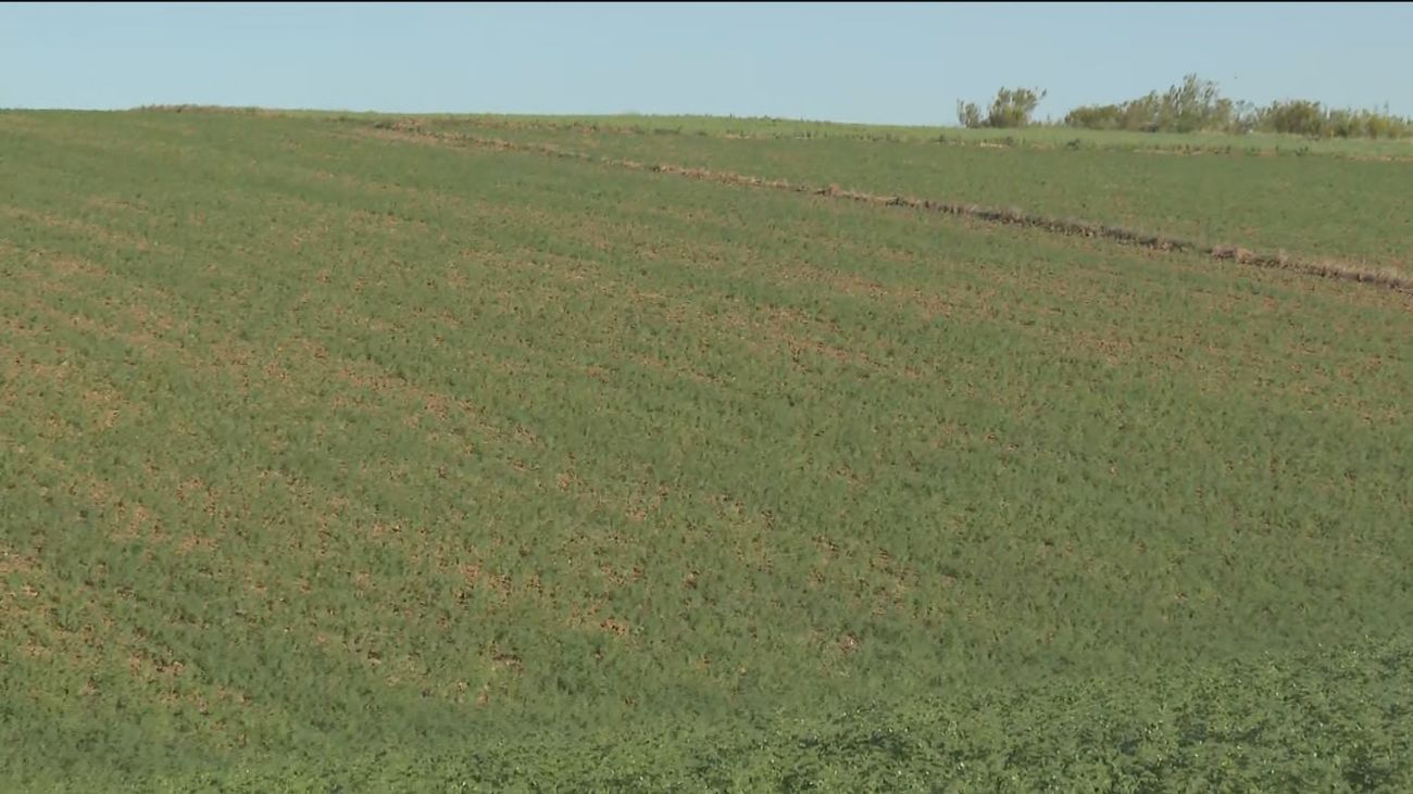 Los agricultores de Madrid temen la peor cosecha de garbanzos por la sequía