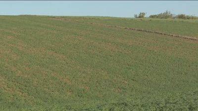 Los agricultores de Madrid temen la peor cosecha de garbanzos por la sequía