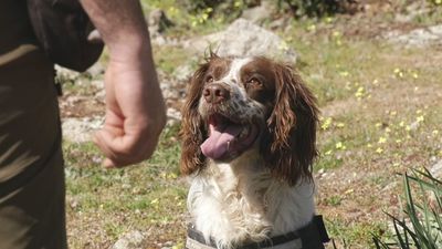 Así trabaja la unidad canina de Agentes Forestales en la detección de venenos en el campo