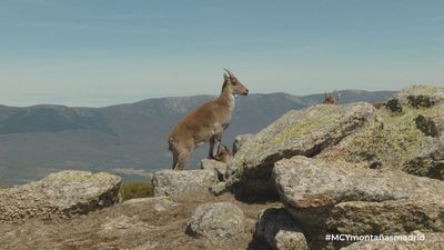 Nos vamos de aventura en busca de cabras montesas por la Sierra de Madrid