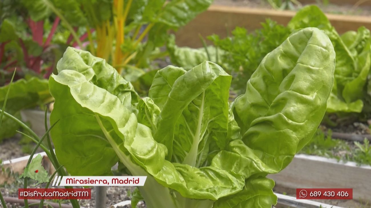 Huertos urbanos con fines solidarios en La Huerta de Montecarmelo