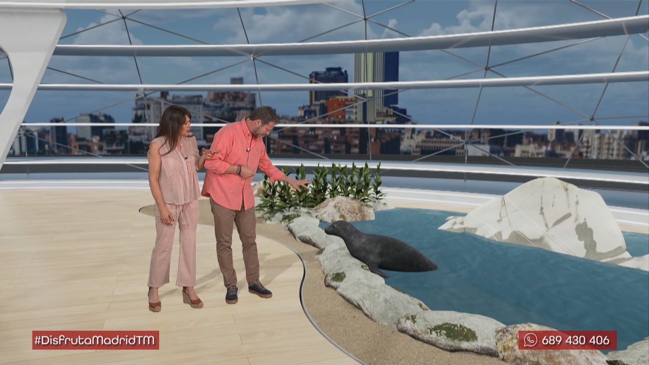 Focas con GPS: la tecnología al servicio de la biodiversidad