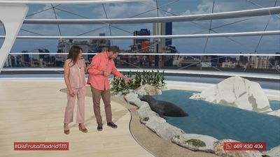 Focas con GPS: la tecnología al servicio de la biodiversidad