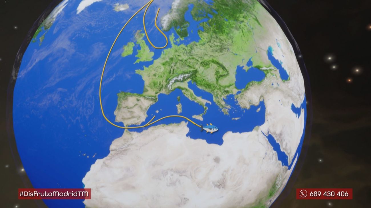 Acompañando al atún rojo en su viaje migratorio: un viaje virtual al Atlántico Norte.