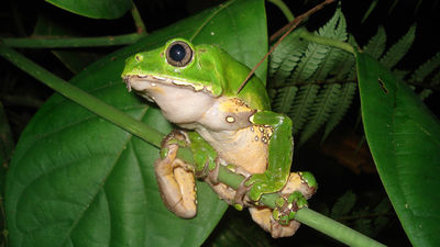 Dos muertos por el uso de mucosidad de rana venenosa en rituales en Australia