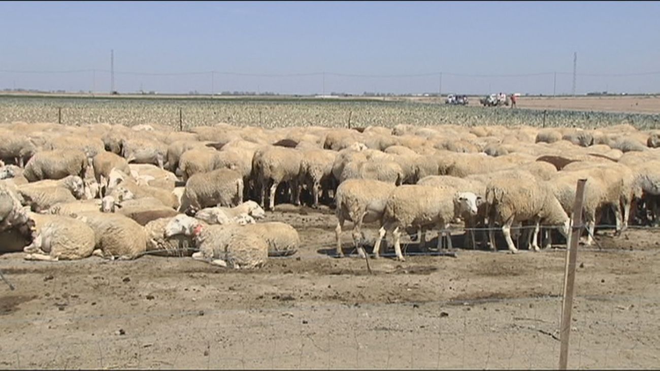 Alcachofas y brócoli, comida de las ovejas andaluzas en tiempos de sequía