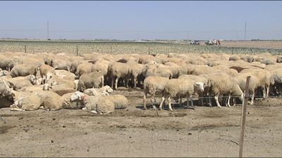 Alcachofas y brócoli, comida de las ovejas andaluzas en tiempos de sequía