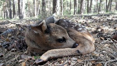 Si encuentras un corzo recién nacido en la Sierra, no te lo lleves