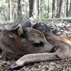 Si encuentras un corzo recién nacido en la Sierra, no te lo lleves