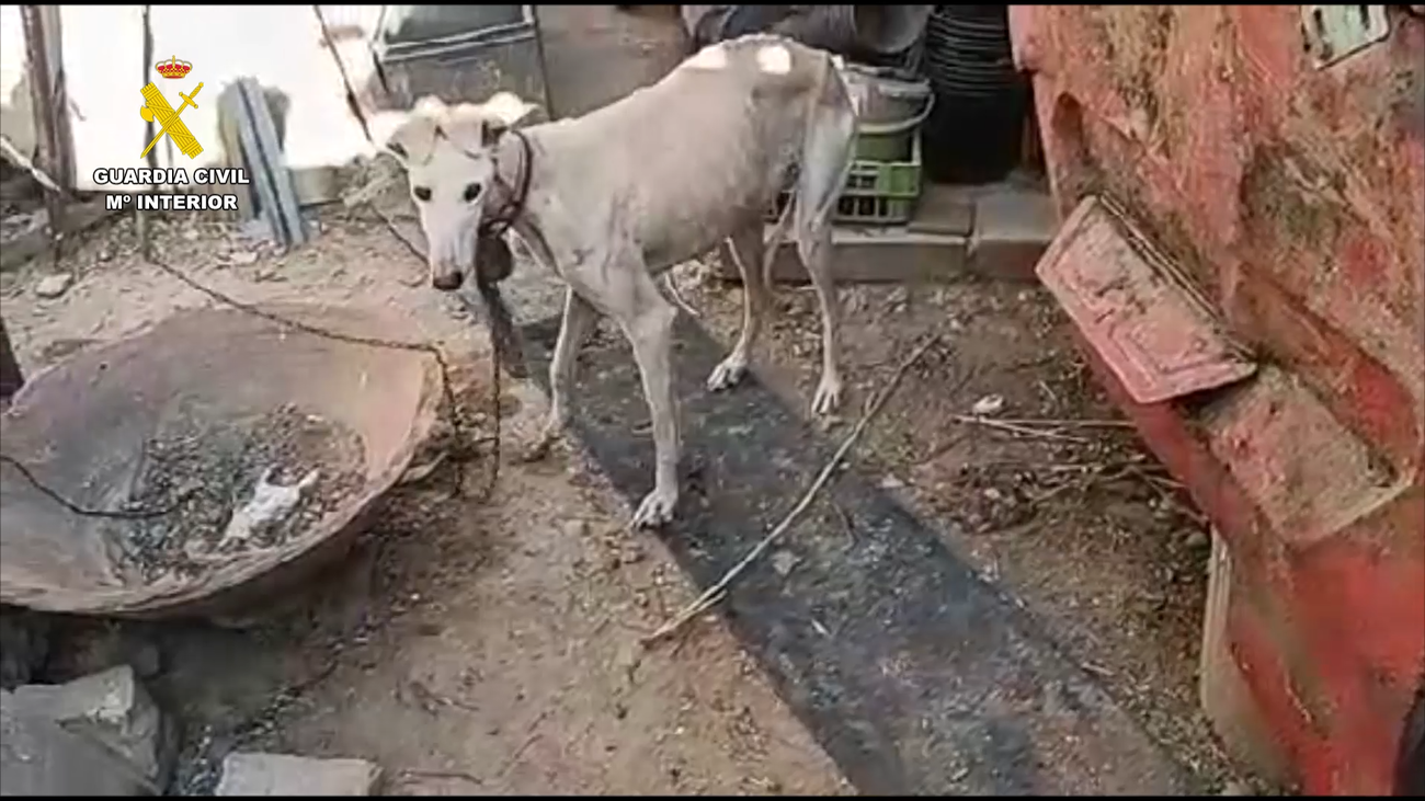 La Guardia Civil detiene a una persona por maltrato animal en Campo Real