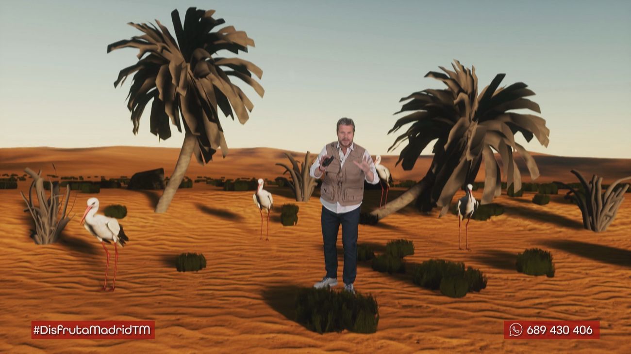 ¿De qué manera viajan las aves migratorias que llegan a la Comunidad de Madrid?