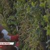 El jardín vertical más grande de Europa en plena M-30