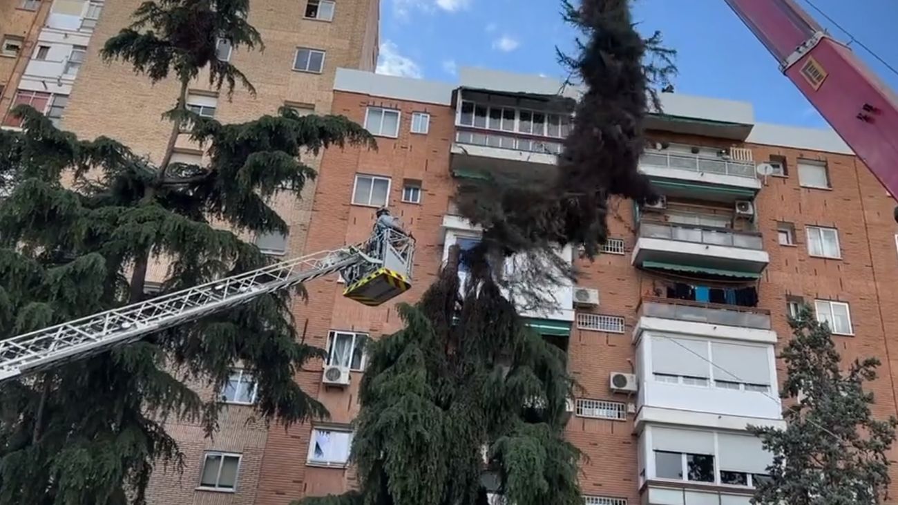Retiran tres grandes nidos de cotorra en Carabanchel