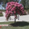 ¿Conoces al responsable del Jardín de La Rosaleda de Madrid? Descubre en qué consiste su trabajo