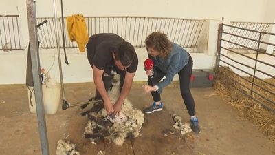 Las ovejas de Madrid van a la peluquería