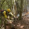 Detenido el presunto autor del incendio en una zona natural de La Palma
