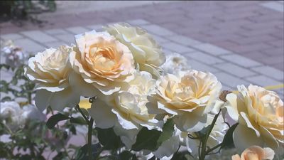 Una rosa francesa ganadora del 67 concurso internacional Rosas Nuevas Villa de Madrid