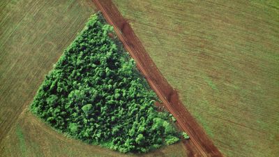 La Humanidad ha alterado el 75% de las tierras y el 66% de los océanos, según la ONU