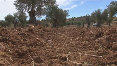 Peligra el olivar madrileño