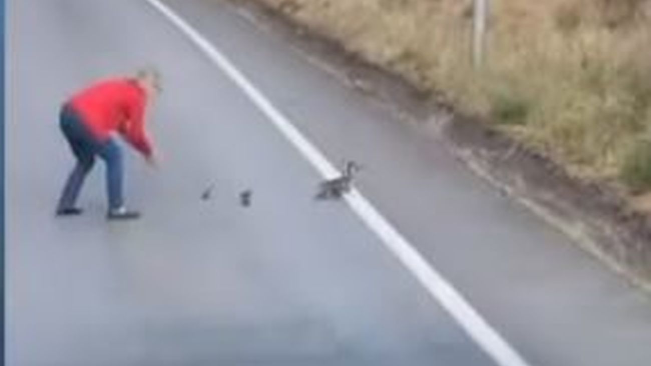 Una conductora corta el tráfico para salvar unos patos