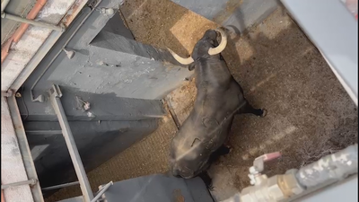 Así es el desembarque de los toros a Las Ventas