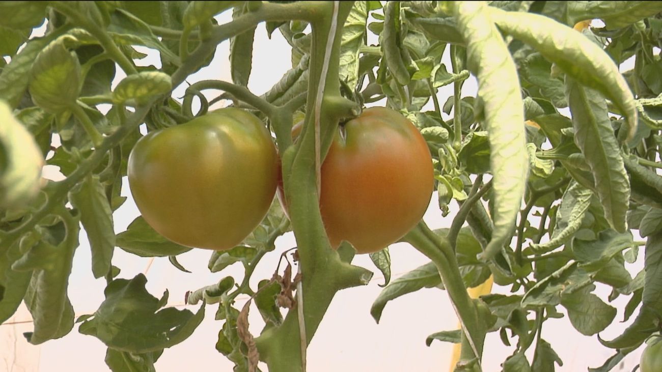 "Queremos el tomate ecológico pero luego nos comemos el que no lo es", la competencia desleal de Marruecos amenaza al tomate español