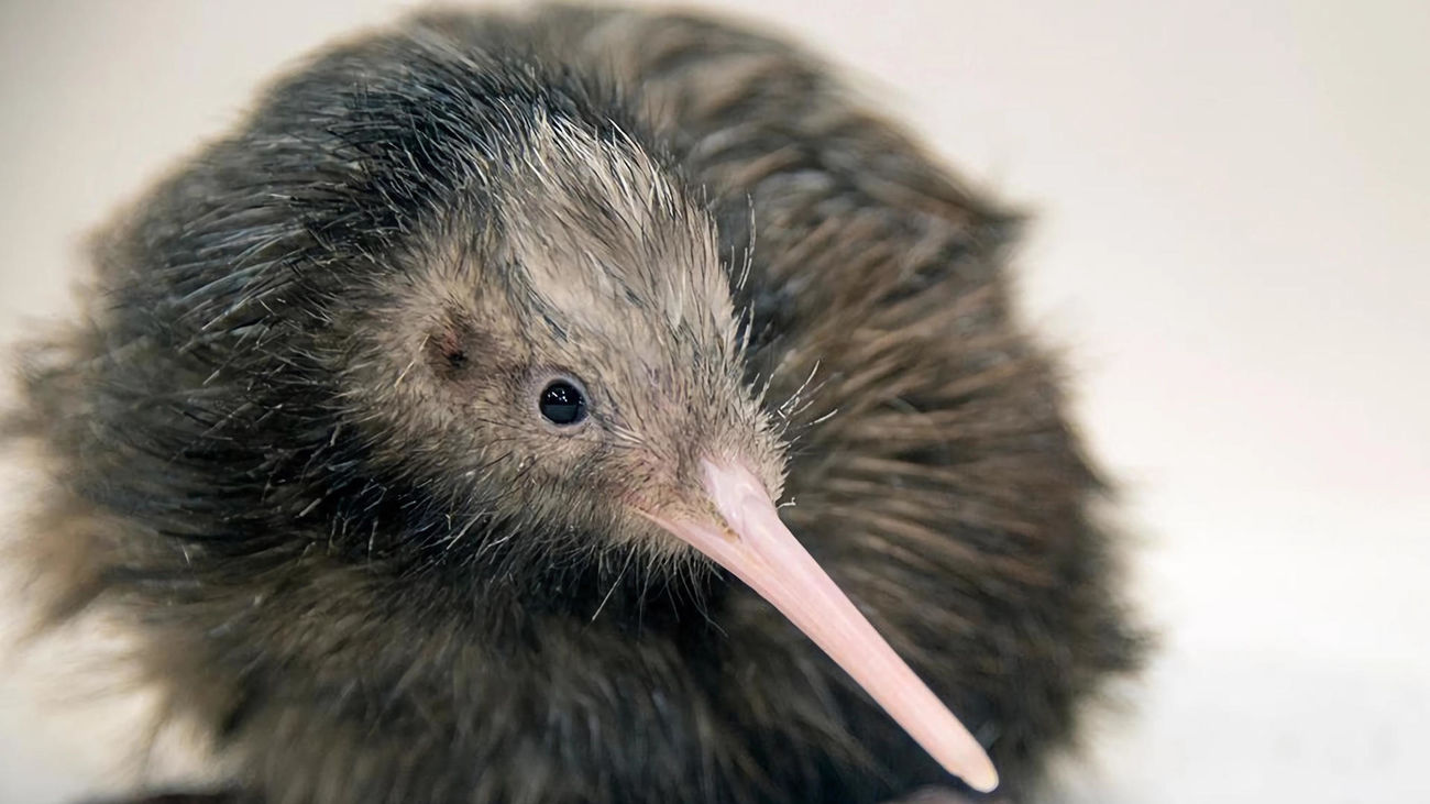 'Paora', ave nacional de Nueva Zelanda