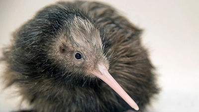 El Zoo de Miami se disculpa por el polémico video de un kiwi, ave nacional de Nueva Zelanda