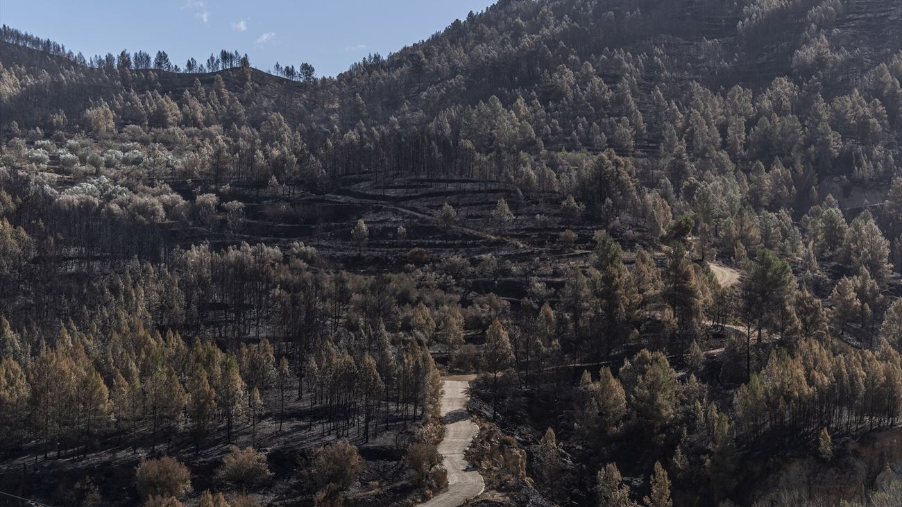 Estado del monte tras el incendio forestal de Montón, Castellón, en abril de 2023