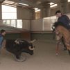Así es el entrenamiento de los caballos para una corrida de rejones