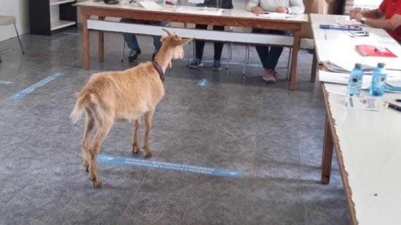 La cabra que entró sin impedimentos hasta la mesa electoral