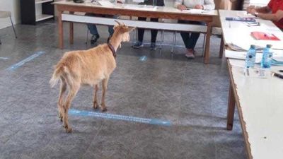 Una cabra se cuela dos veces en un colegio electoral en Pontevedra