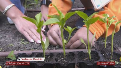 El huerto a las aulas:  cómo concienciar a los jóvenes de la importancia del campo