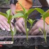El huerto a las aulas: cómo concienciar a los jóvenes de la importancia del campo