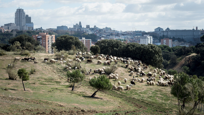 Vacas, ovejas y cabras: todas contra el fuego