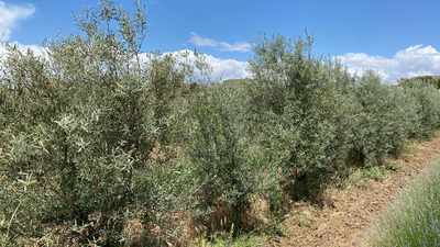 Las lluvias afectan favorablemente a los olivares madrileños