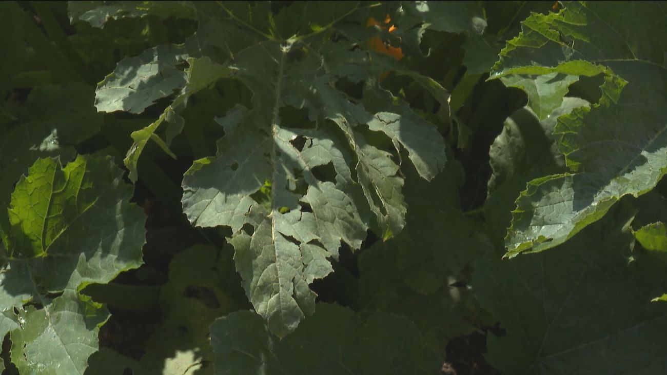 El granizo y las lluvias torrenciales arruinan las cosechas