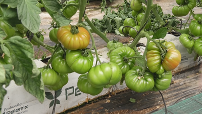 Arranca la temporada del tomate en la Comunidad de Madrid