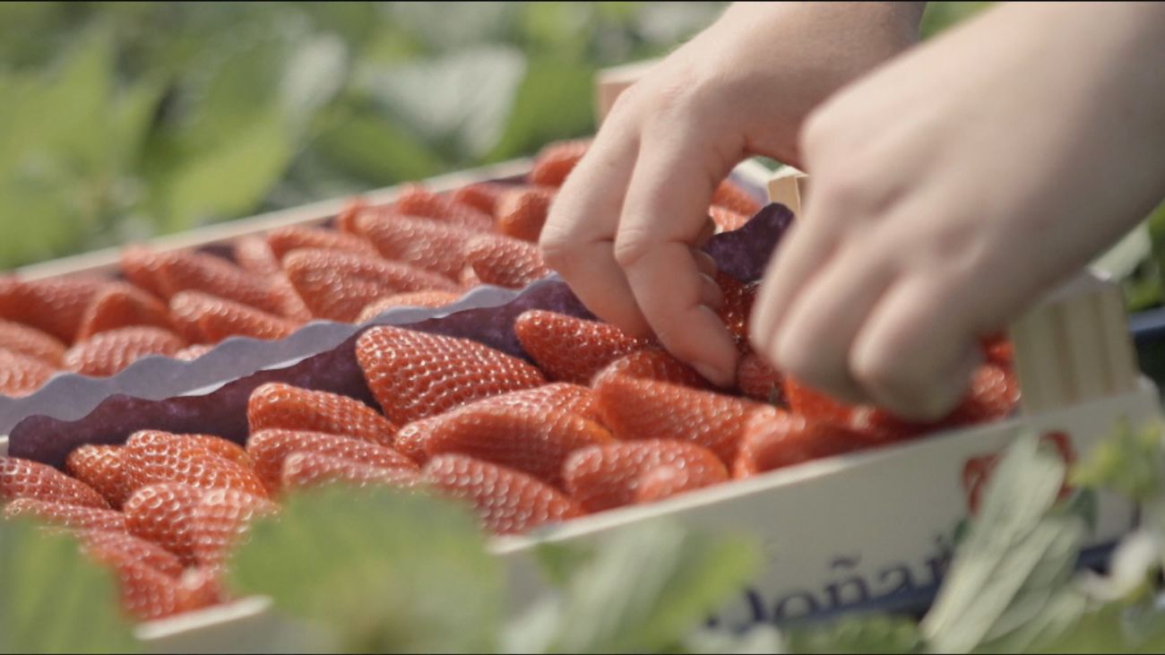 La Junta y el sector de la fresa cargan contra Ribera por secundar la campaña alemana contra las fresas de Huelva