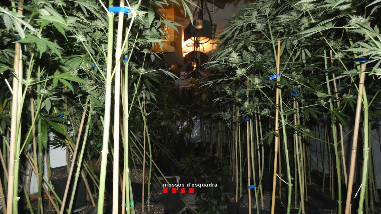Plantación de marihuana en Valls