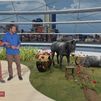 Burros y tradición: plantando tomates a la antigua usanza