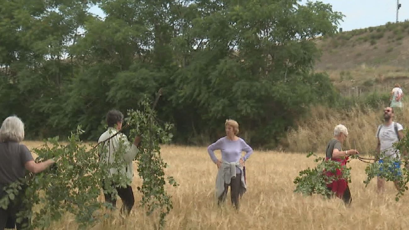 Vecinos reclaman el cuidado del el olmo centenario 'El abuelo' del Manzanares