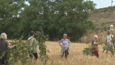 Vecinos reclaman el cuidado del el olmo centenario 'El abuelo' del Manzanares