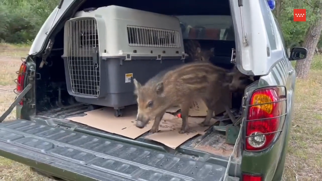 Rescatados tres jabatos despistados en Villanueva de la Cañada