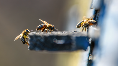 Conocemos las colmenas de donde sale la mejor miel de Madrid