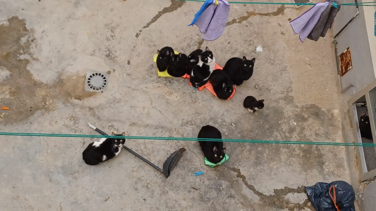 Una vecina de Alcorcón convive con más de 20 gatos en pésimas condiciones