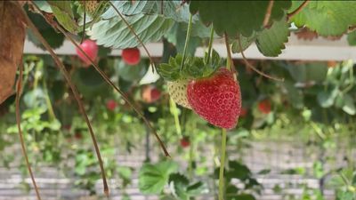 Productores de Huelva regalan fresas para despejar dudas sobre su toxicidad