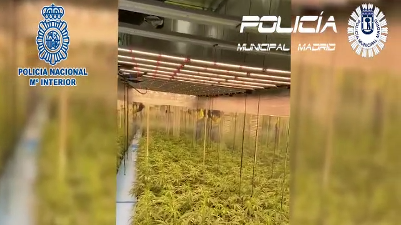 La Policía encuentra 365 plantas de marihuana durante el desahucio de una casa en Ciudad Lineal