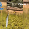 La Policía encuentra 365 plantas de marihuana durante el desahucio de una casa en Ciudad Lineal
