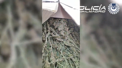 Hallan más de 50 kilos de marihuana en plena calle en Vallecas